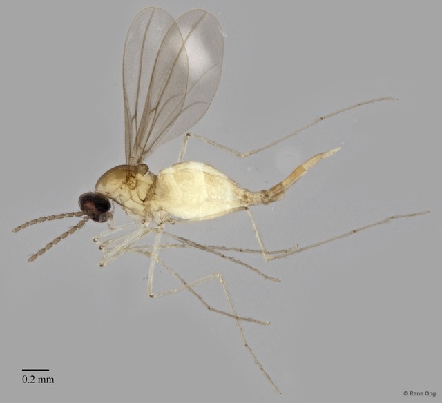 Cecidomyiidae sp. "ZRCBDP0340840"•&copy; Rene Ong•All Rights Reserved