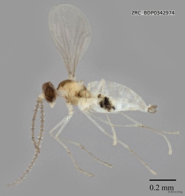 Cecidomyiidae sp. "ZRCBDP0342974"•&copy; Rene Ong•All Rights Reserved