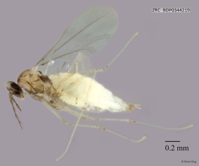 Cecidomyiidae sp. "ZRCBDP0344219"•&copy; Rene Ong•All Rights Reserved