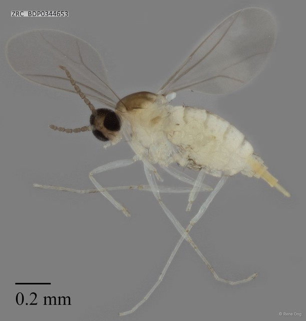 Cecidomyiidae sp. "ZRCBDP0344653"•&copy; Rene Ong•All Rights Reserved