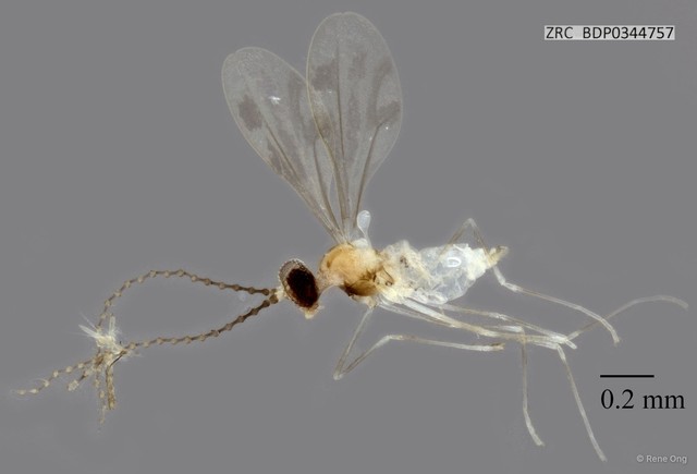 Cecidomyiidae sp. "ZRCBDP0344757"•&copy; Rene Ong•All Rights Reserved