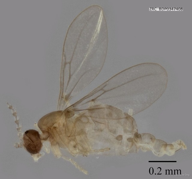 Cecidomyiidae sp. "ZRCBDP0345541"•&copy; Rene Ong•All Rights Reserved