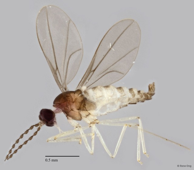 Cecidomyiidae sp. "ZRCBDP0345625"•&copy; Rene Ong•All Rights Reserved
