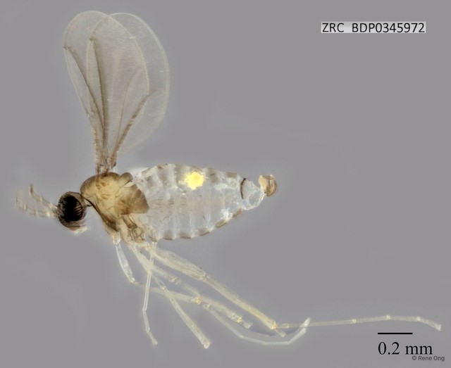 Cecidomyiidae sp. "ZRCBDP0345972"•&copy; Rene Ong•All Rights Reserved