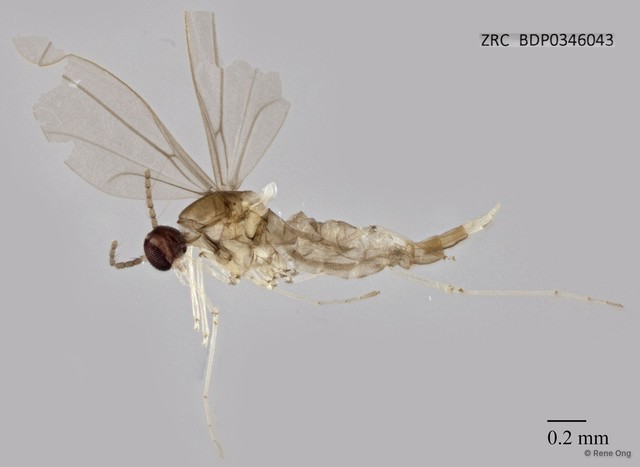 Cecidomyiidae sp. "ZRCBDP0346043"•&copy; Rene Ong•All Rights Reserved