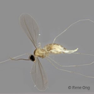Cecidomyiidae sp. "ZRCBDP0346074"•&copy; Rene Ong•All Rights Reserved