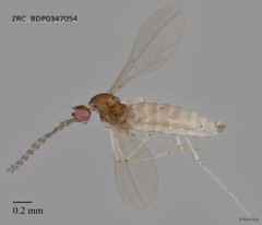 Cecidomyiidae sp. "ZRCBDP0347054"