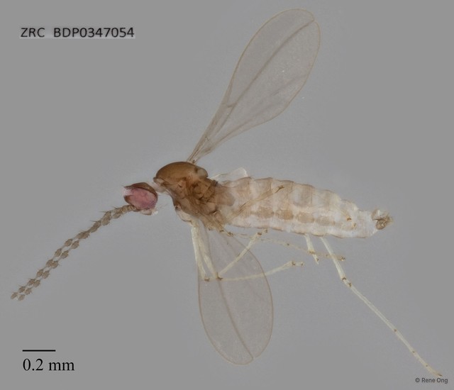 Cecidomyiidae sp. "ZRCBDP0347054"•&copy; Rene Ong•All Rights Reserved