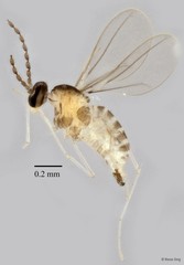 Cecidomyiidae sp. "ZRCBDP0347178"