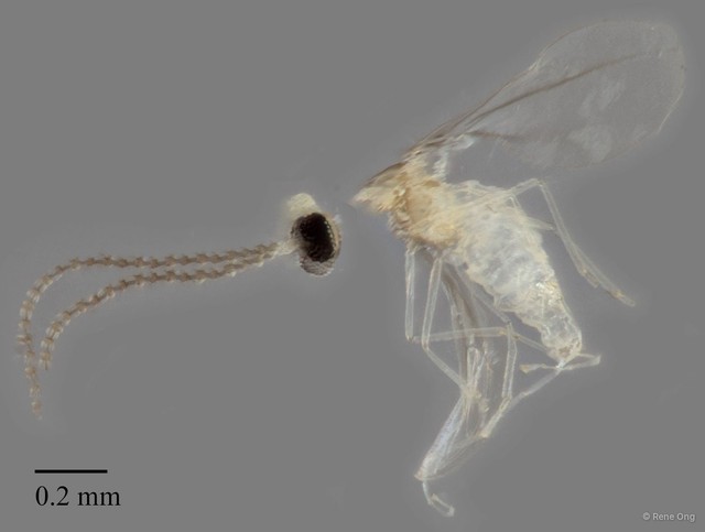 Cecidomyiidae sp. "ZRCBDP0347477"•&copy; Rene Ong•All Rights Reserved