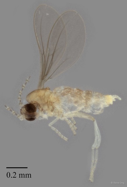 Cecidomyiidae sp. "ZRCBDP0347518"•&copy; Rene Ong•All Rights Reserved
