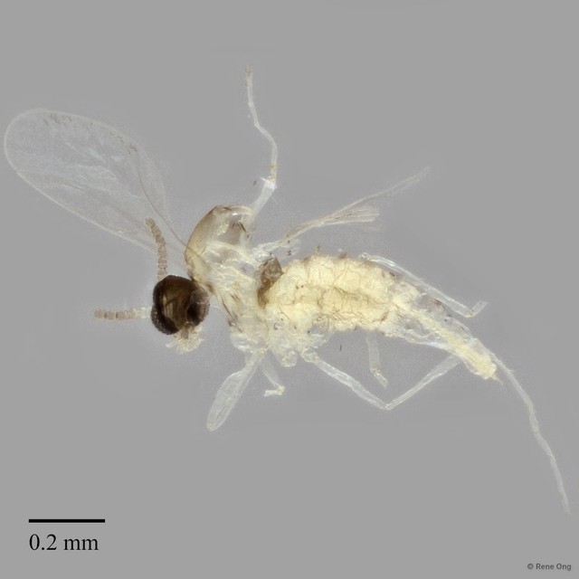 Cecidomyiidae sp. "ZRCBDP0347568"•&copy; Rene Ong•All Rights Reserved
