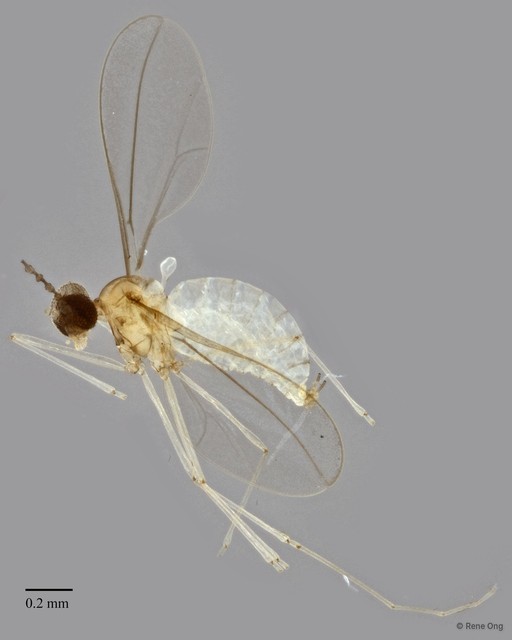 Cecidomyiidae sp. "ZRCBDP0347608"•&copy; Rene Ong•All Rights Reserved