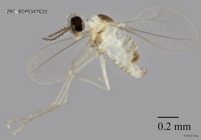 Cecidomyiidae sp. "ZRCBDP0347620"•&copy; Rene Ong•All Rights Reserved