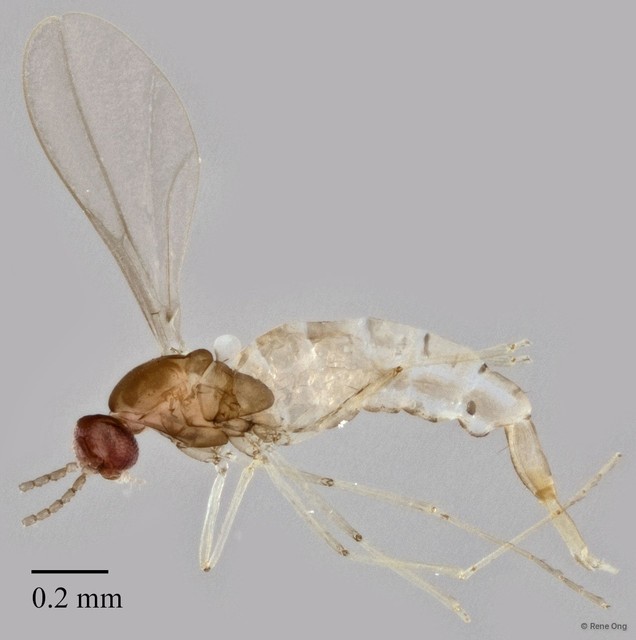 Cecidomyiidae sp. "ZRCBDP0347660"•&copy; Rene Ong•All Rights Reserved