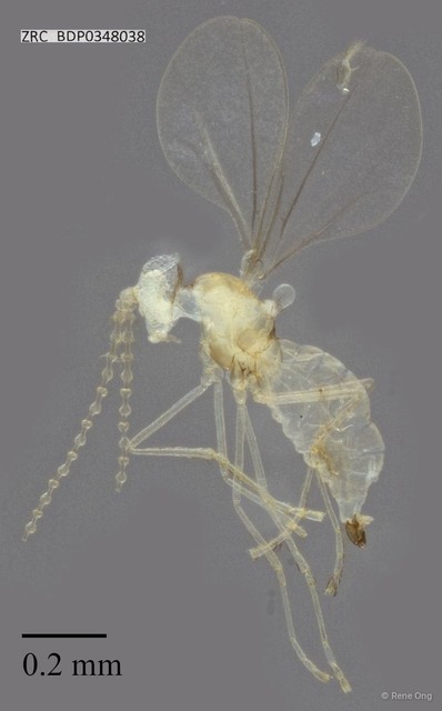 Cecidomyiidae sp. "ZRCBDP0348038"•&copy; Rene Ong•All Rights Reserved