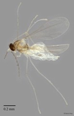 Cecidomyiidae sp. "ZRCBDP0348095"