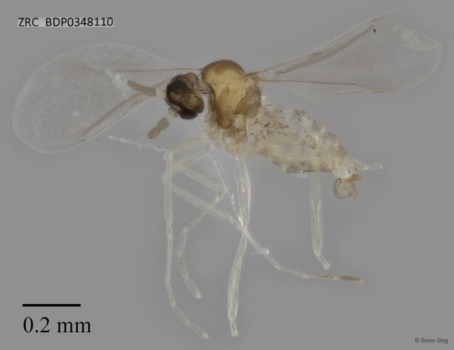 Cecidomyiidae sp. "ZRCBDP0348110"•&copy; Rene Ong•All Rights Reserved