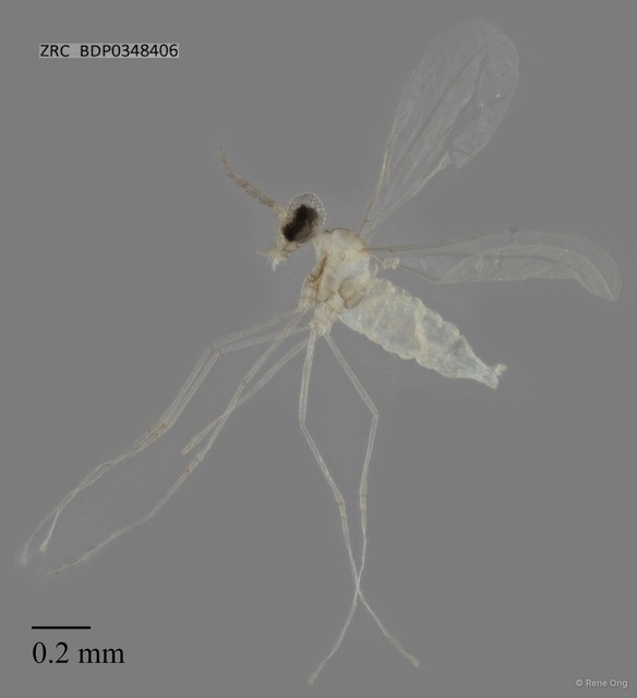 Cecidomyiidae sp. "ZRCBDP0348406"•&copy; Rene Ong•All Rights Reserved