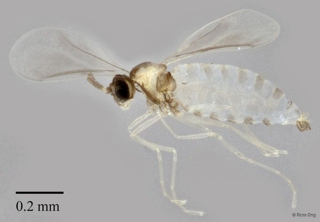 Cecidomyiidae sp. "ZRCBDP0348422"•&copy; Rene Ong•All Rights Reserved