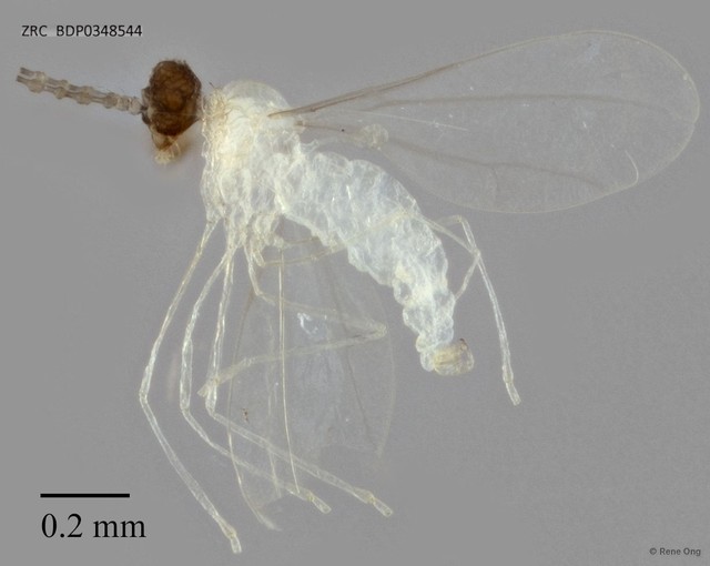 Cecidomyiidae sp. "ZRCBDP0348544"•&copy; Rene Ong•All Rights Reserved