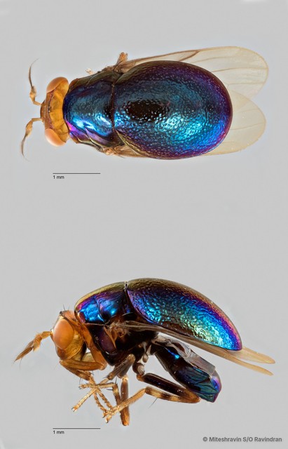 Spaniocelyphus sp. "ZRCBDP0019792"•&copy; Miteshravin S/O Ravindran•All Rights Reserved