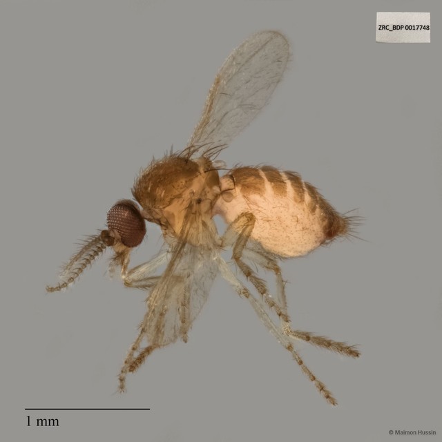Ceratopogonidae sp. "ZRCBDP0017606"•&copy; Maimon Hussin•All Rights Reserved