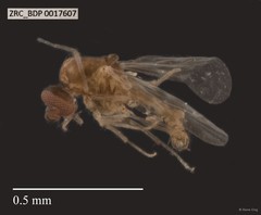 Ceratopogonidae sp. "ZRCBDP0017607"