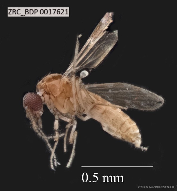 Ceratopogonidae sp. "ZRCBDP0017610"•&copy; Villanueva Jeremie Gonzales•All Rights Reserved