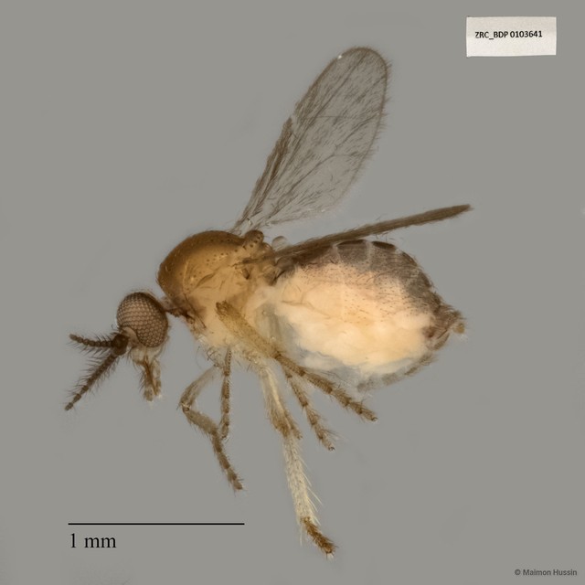 Ceratopogonidae sp. "ZRCBDP0017619"•&copy; Maimon Hussin•All Rights Reserved