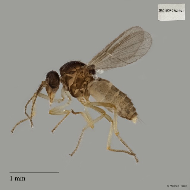 Ceratopogonidae sp. "ZRCBDP0017745"•&copy; Maimon Hussin•All Rights Reserved