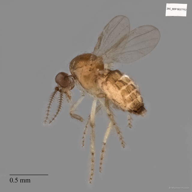 Ceratopogonidae sp. "ZRCBDP0017752"•&copy; Maimon Hussin•All Rights Reserved