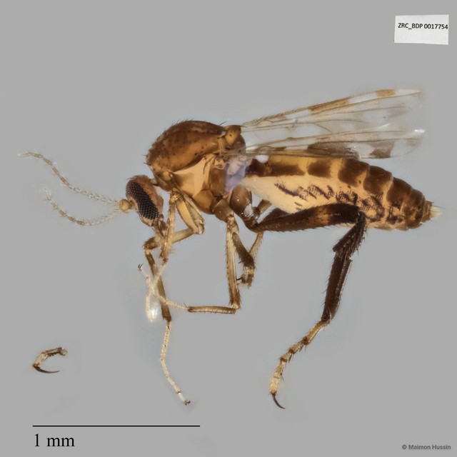 Ceratopogonidae sp. "ZRCBDP0017754"•&copy; Maimon Hussin•All Rights Reserved