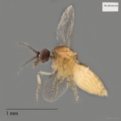 Ceratopogonidae sp. "ZRCBDP0017759"•&copy; Maimon Hussin•All Rights Reserved