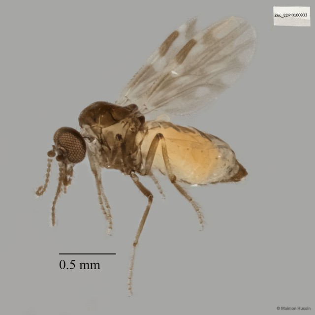 Ceratopogonidae sp. "ZRCBDP0017761"•&copy; Maimon Hussin•All Rights Reserved