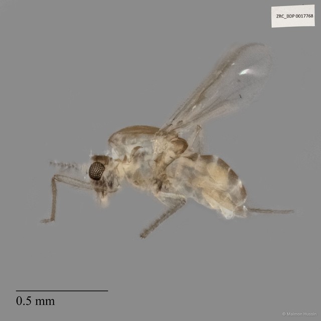 Ceratopogonidae sp. "ZRCBDP0017768"•&copy; Maimon Hussin•All Rights Reserved