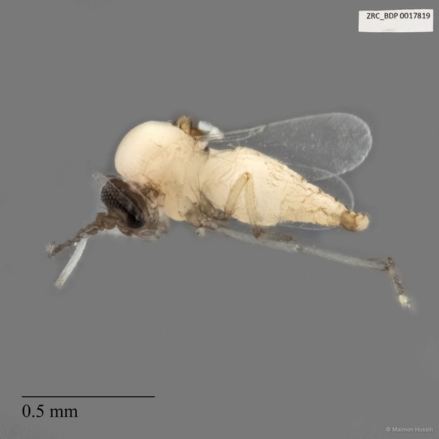 Ceratopogonidae sp. "ZRCBDP0017819"•&copy; Maimon Hussin•All Rights Reserved