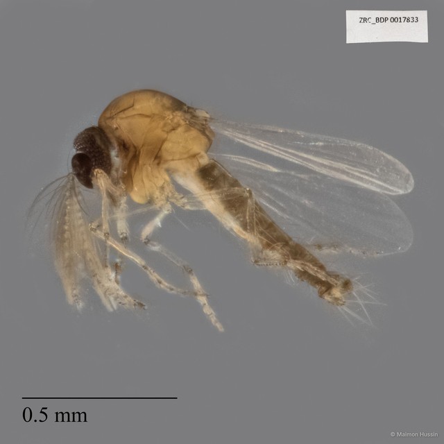 Ceratopogonidae sp. "ZRCBDP0017833"•&copy; Maimon Hussin•All Rights Reserved