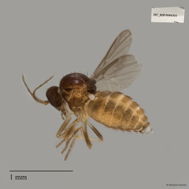 Ceratopogonidae sp. "ZRCBDP0017863"•&copy; Maimon Hussin•All Rights Reserved