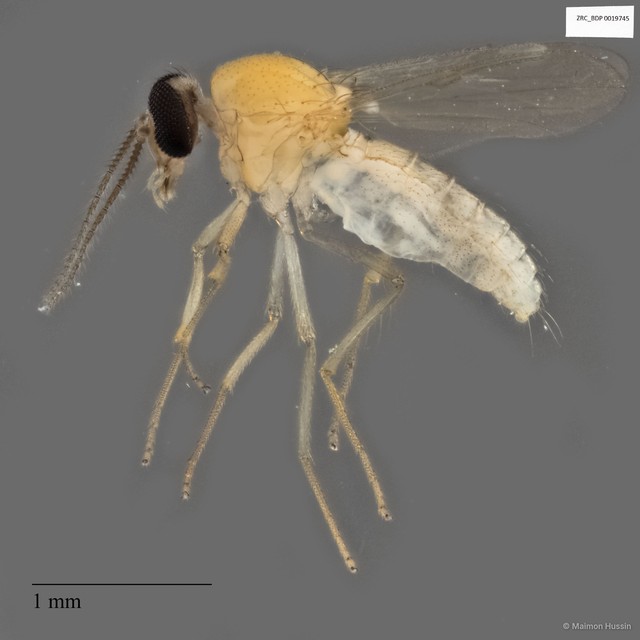 Ceratopogonidae sp. "ZRCBDP0019745"•&copy; Maimon Hussin•All Rights Reserved