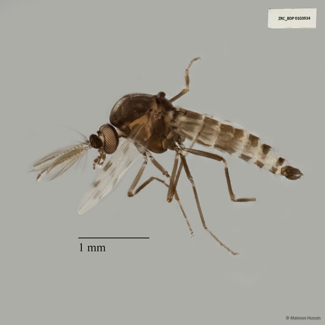 Ceratopogonidae sp. "ZRCBDP0019771"•&copy; Maimon Hussin•All Rights Reserved