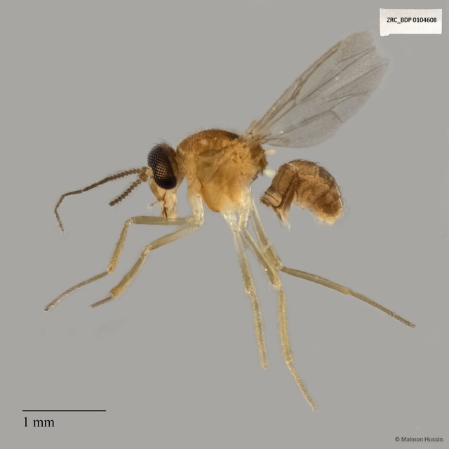 Ceratopogonidae sp. "ZRCBDP0019772"•&copy; Maimon Hussin•All Rights Reserved