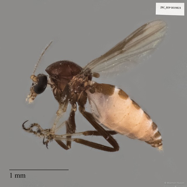Ceratopogonidae sp. "ZRCBDP0019823"•&copy; Maimon Hussin•All Rights Reserved