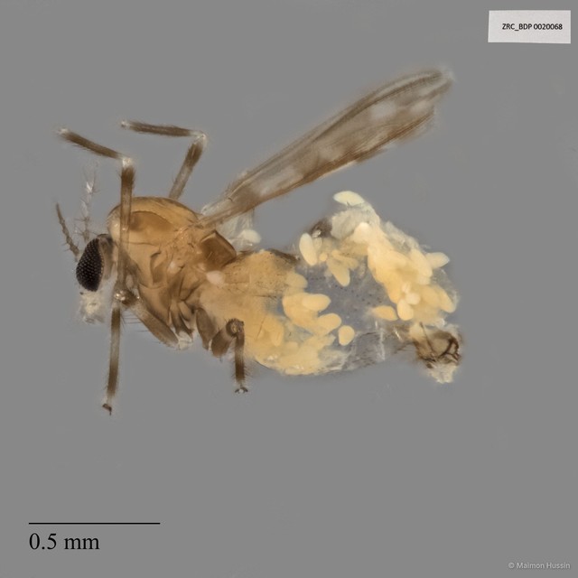 Ceratopogonidae sp. "ZRCBDP0020068"•&copy; Maimon Hussin•All Rights Reserved