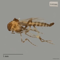 Ceratopogonidae sp. "ZRCBDP0020075"•&copy; Maimon Hussin•All Rights Reserved