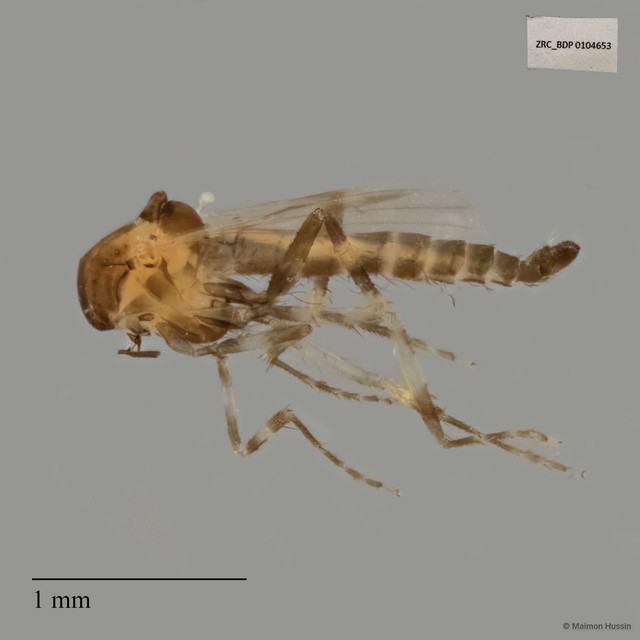 Ceratopogonidae sp. "ZRCBDP0020075"•&copy; Maimon Hussin•All Rights Reserved