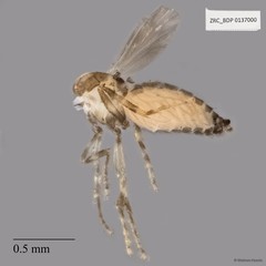 Ceratopogonidae sp. "ZRCBDP0020075"•&copy; Maimon Hussin•All Rights Reserved
