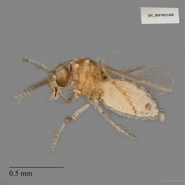 Ceratopogonidae sp. "ZRCBDP0021406"•&copy; Maimon Hussin•All Rights Reserved