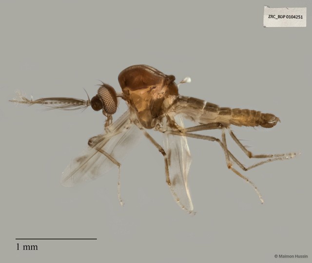 Ceratopogonidae sp. "ZRCBDP0021474"•&copy; Maimon Hussin•All Rights Reserved