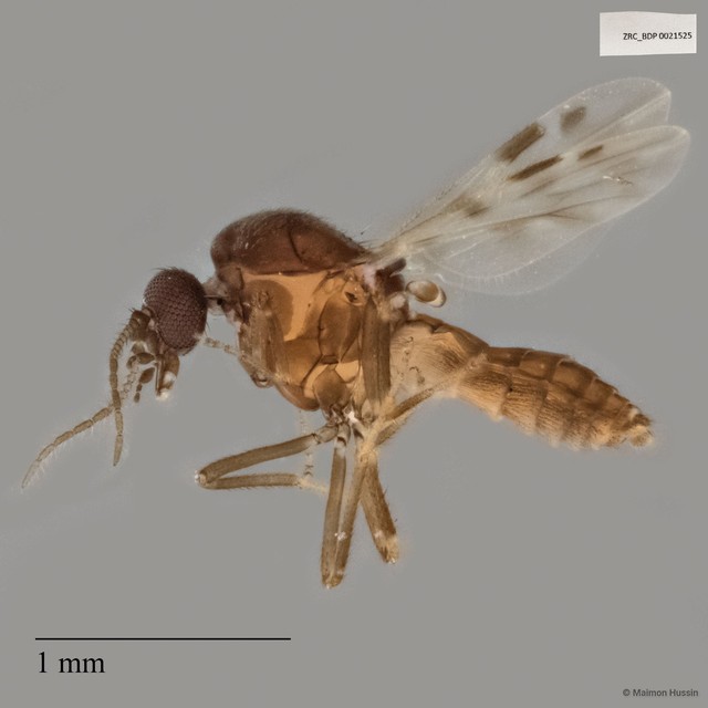 Ceratopogonidae sp. "ZRCBDP0021525"•&copy; Maimon Hussin•All Rights Reserved